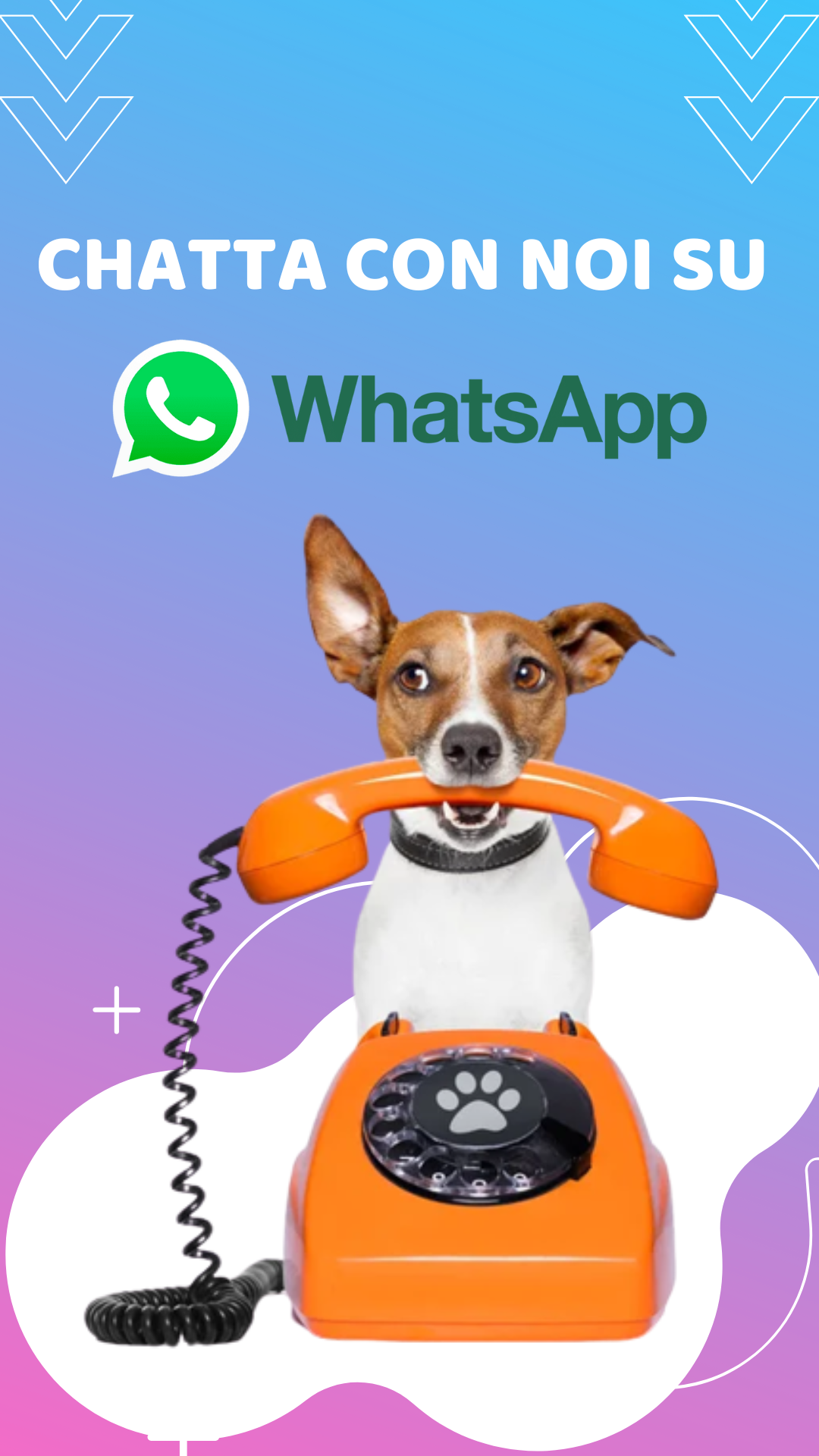 chatta con noi su whatsapp